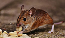 24 Hour & Emergency Exterminators in Fort Bliss, TX